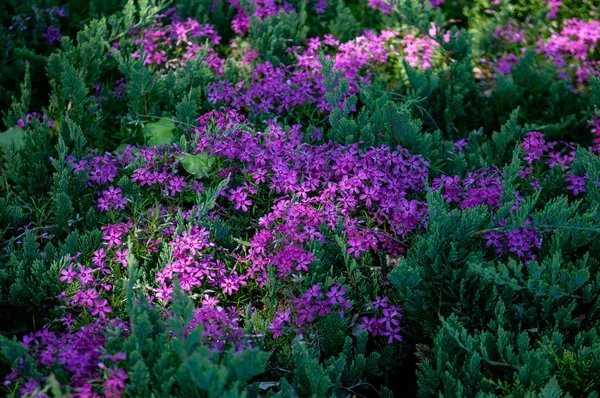 Parkta ağaçlar ve çalılar Doğa manzarası