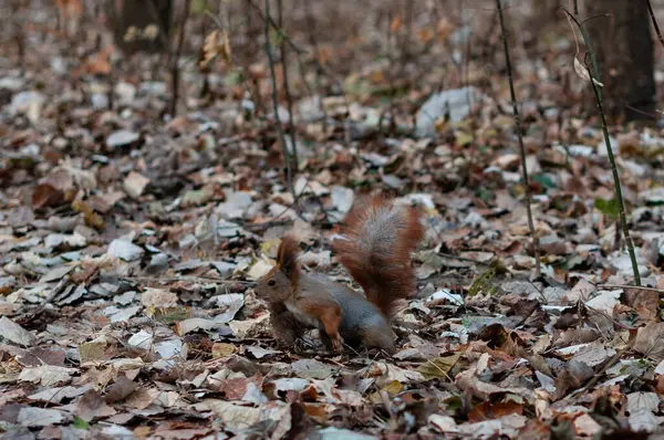 Red Squirrel Forest — Stock Photo, Image