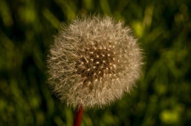 Yeşil arka planda karahindiba tohumları