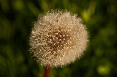 Çimlerin üzerinde karahindiba çiçeği