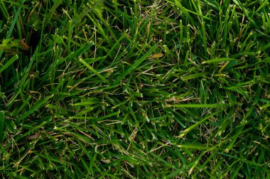 Bahçedeki yeşil çimenler