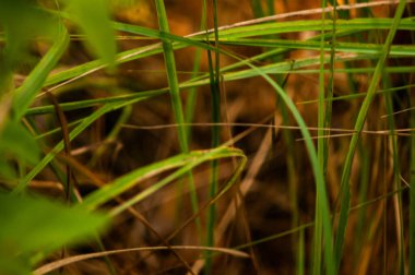 Ormanda yeşil çimenler