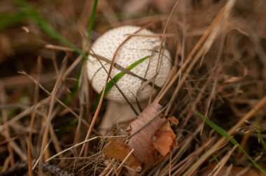 Ormanda beyaz mantar