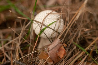 Sonbahar ormanında beyaz mantar