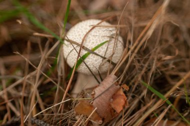 Ormanda beyaz mantar