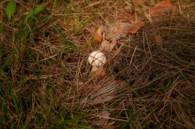 Yumurta, ormanda bulunan bir kuştur.