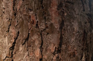 Eski ağaç kabuğu dokusu arkaplanı