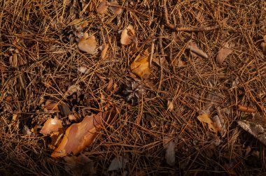 Kuru yapraklar yerde yatıyor.