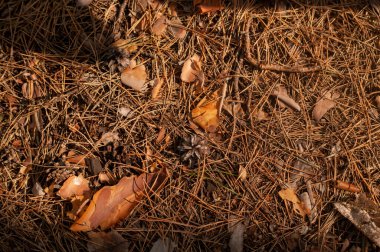 Sonbahar yaprakları ve kuru çimenlerin arkaplanı.