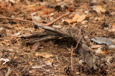 Kuru sonbahar yaprakları kahverengi bir kütükte