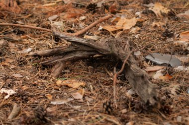 Yere düşmüş bir yaprak