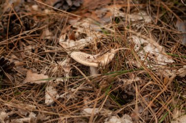 Sonbahar ormanda mantar, yakın çekim
