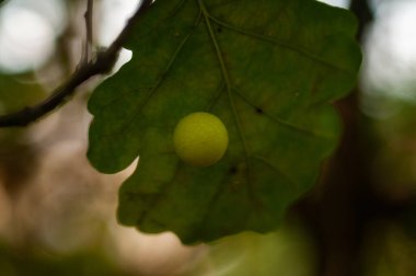 Ağaçtaki yeşil elmaya yaklaş.