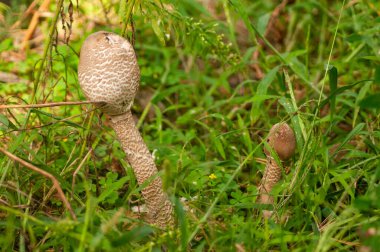 Ormandaki bir mantarı kapat.