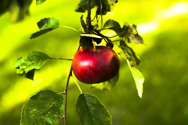 Olgun kırmızı elmalar ağaçta