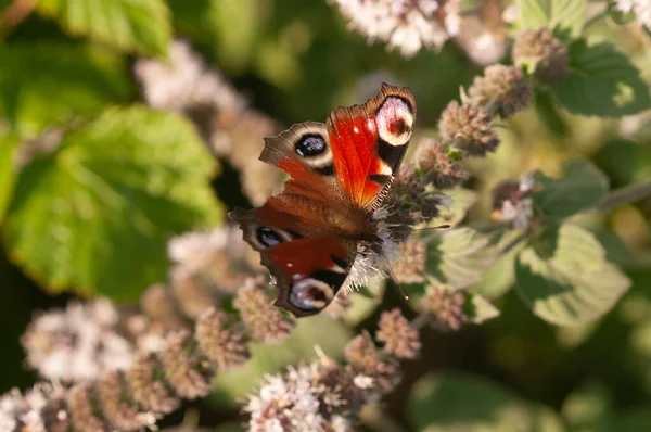 red butterfly ( papyrus ) butterfly sitting on a flower in the netherlands