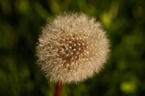 Çimlerin üzerinde karahindiba çiçeği