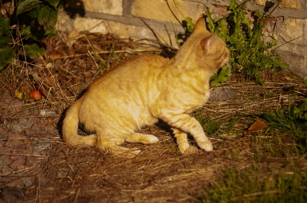 Kedi sokakta oturuyor.