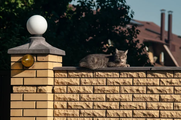 Cat Sitting Roof House — Stock Photo, Image