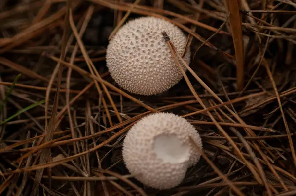 Sonbahar Ormanında Mantarlar
