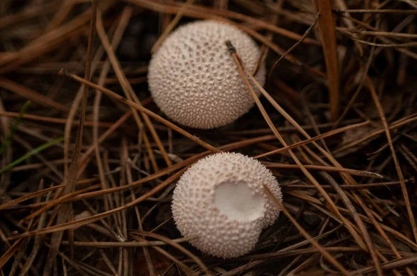Bir mantara yaklaş.
