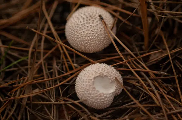 Œufs Blancs Dans Forêt — Photo