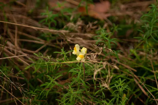 Flores Amarillas Hierba —  Fotos de Stock