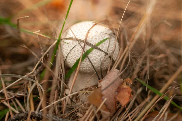 Ormandaki yeşil yosunlarda beyaz mantar
