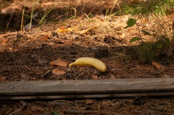 Feuilles Banane Jaune Banane Sur Sol Bois Dans Une Forêt — Photo