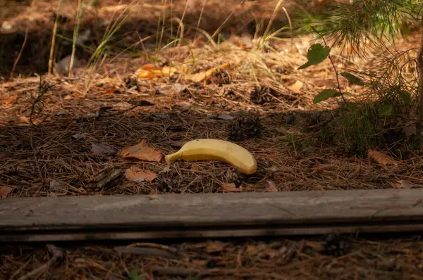 Gros Plan Une Banane Jaune Blanche Dans Jardin Sous Lumière — Photo