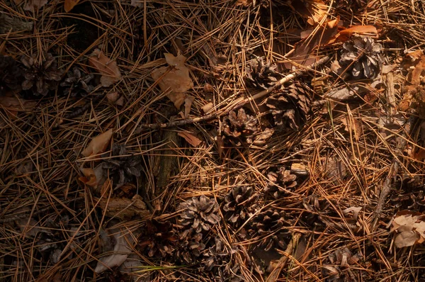 Feuilles Tombées Dans Forêt Automne — Photo