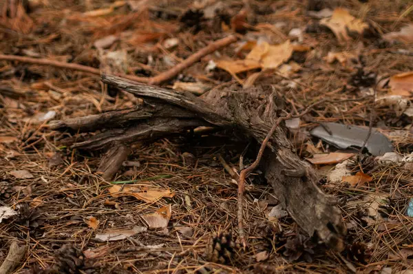 Feuilles Tombées Dans Forêt Dans Les Bois — Photo