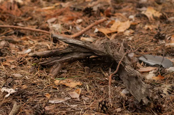 Topraktaki kuru sonbahar yaprakları
