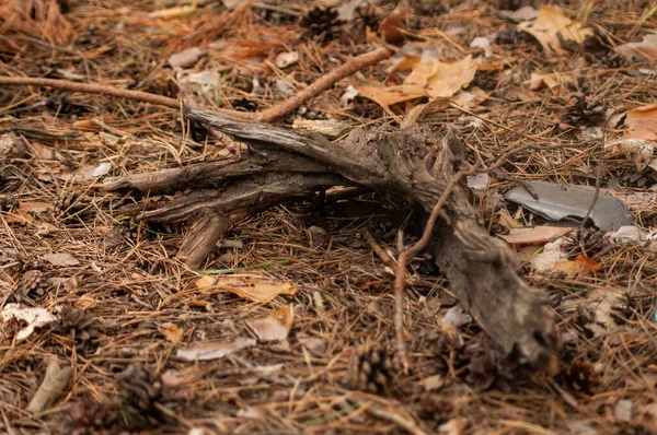 Feuilles Tombées Dans Une Forêt Automne — Photo
