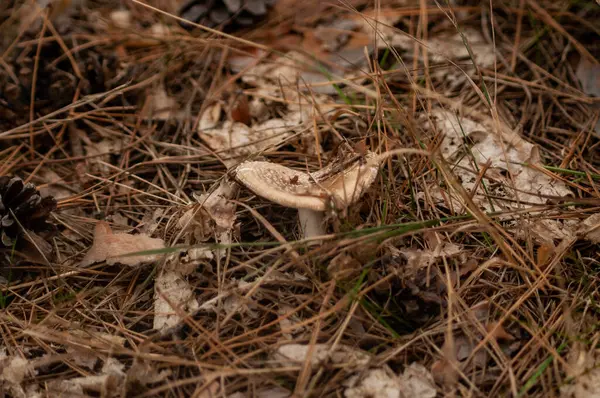 Champignons Poussant Dans Forêt — Photo