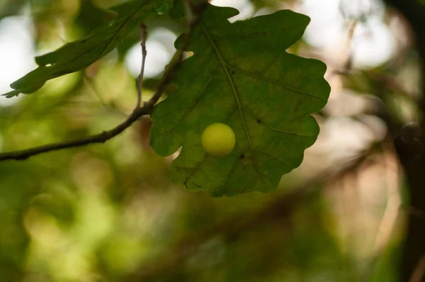 Zielony Liść Drzewie — Zdjęcie stockowe