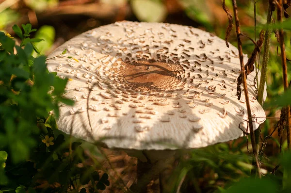 Cogumelo Branco Floresta Perto — Fotografia de Stock