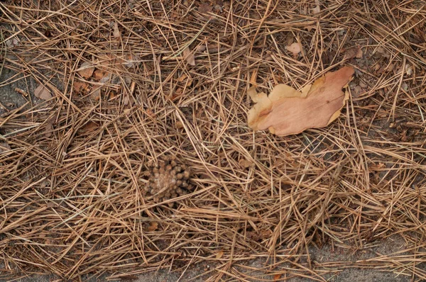 Folhas Outono Chão — Fotografia de Stock