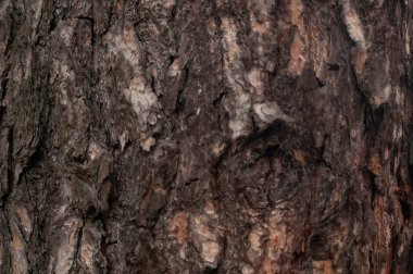 Noel ağacı resminin ahşap kabuk dokusu