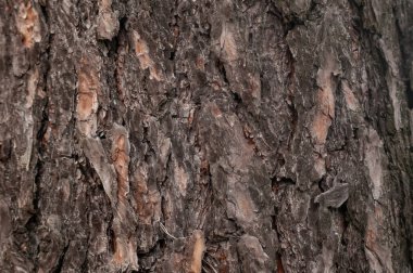 Noel ağacı resminin ahşap kabuk dokusu