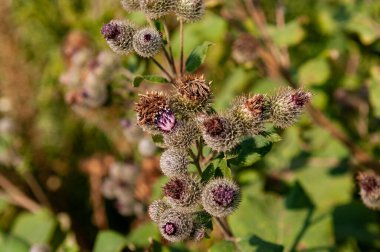 yeşil bitkiler yakın çekim bileşimi vejitasyonu