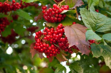 Bahçede küçük bir viburnum çalısı