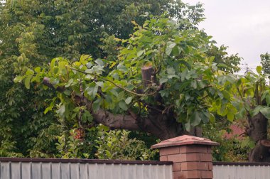 Ağaç gövdesi yapısı doğa arkaplanı