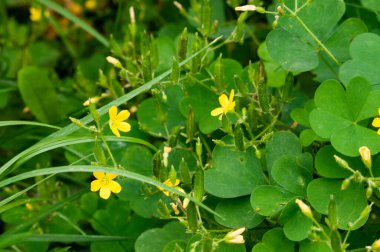 Çiçek açan yeşil yonca Makro yakın plan