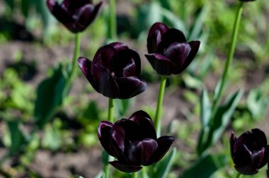 Yeşil arka planda koyu kırmızı laleler. Kapat - kapat.
