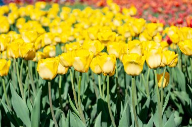 Bahar bahçesinde renkli lale çiçekleri