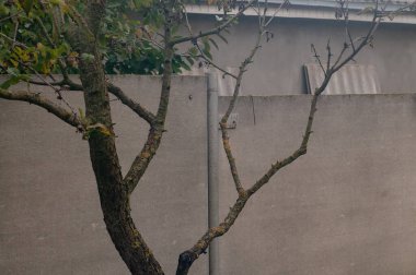 Yaprakları olmayan eski ağaç dalları