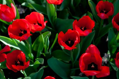 Bahar bahçesinde kırmızı laleler