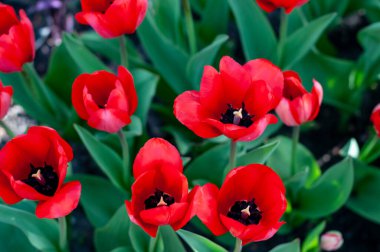 Hollanda 'daki bahçede kırmızı laleler