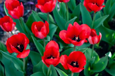 Bahar çiçeklerinin arka planında kırmızı laleler